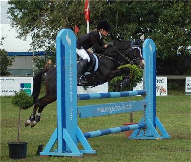 Welsh Pony (sec B) Dixie  / † / billede 17