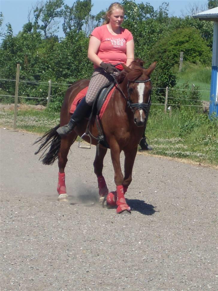 Anden særlig race Felex - schjenkelvigning (: fotograf: Rikke billede 15