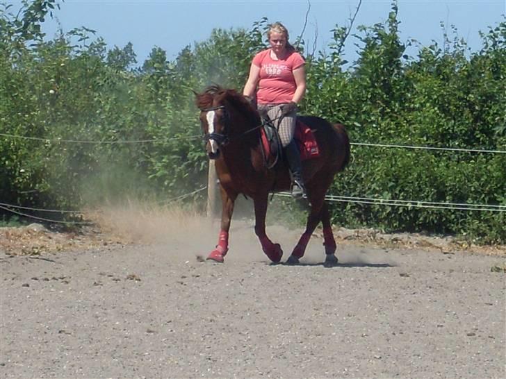 Anden særlig race Felex - træning d. 4 juni :) fotograf: Rikke billede 16
