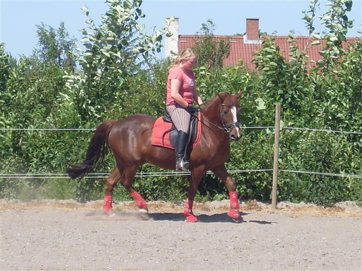 Anden særlig race Felex - Træning d. 4 juni (: Fotograf: Rikke (: billede 19