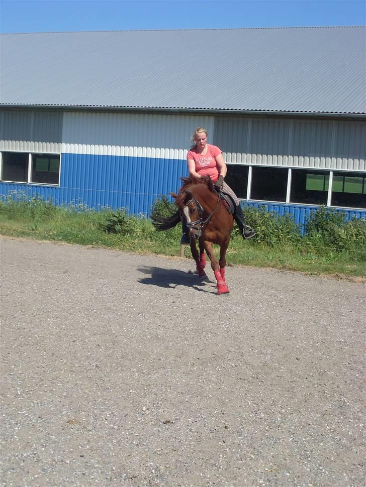 Anden særlig race Felex - Galop d. 4 juni :) fotograf: Rikke billede 20