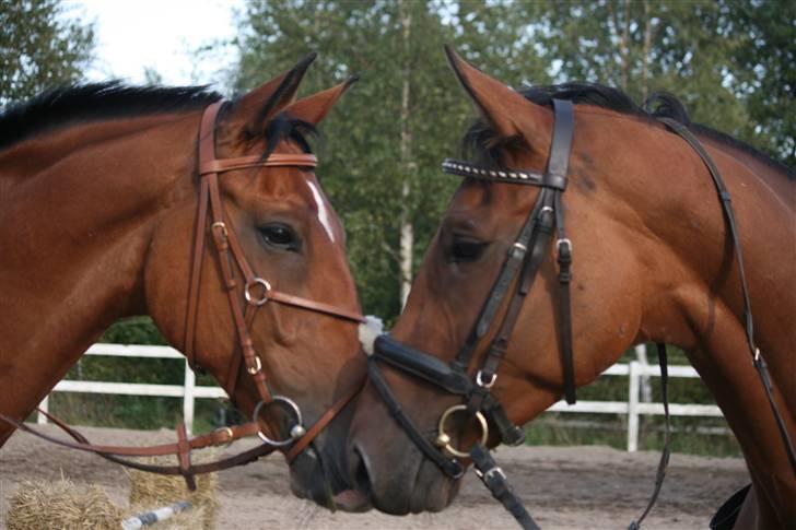 Hollandsk Varmblod Purple KWPN - Foto : Pernica foto :) Purpel og Allycat er kæreste og gå på fold sammen, de skulle lige havde et diskret kys..  billede 2