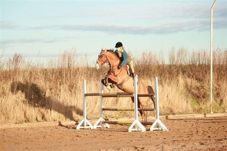 Hollandsk Varmblod Purple KWPN - Foto : Pernica foto - Undervisning hos Vibeke Korup d. 23/12-2008 billede 4
