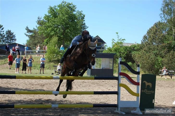 Dansk Varmblod Heinsgårdens Lavita RDH - LB billede 14