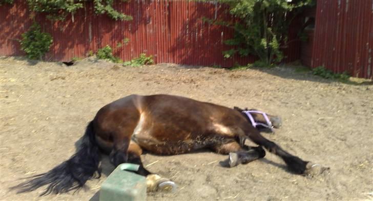 Welsh Cob (sec D) Berta  - Sommer 08 billede 10
