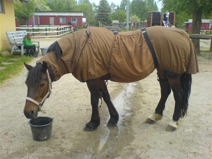 Welsh Cob (sec D) Berta  - Berta med "Tøj" på :) billede 11