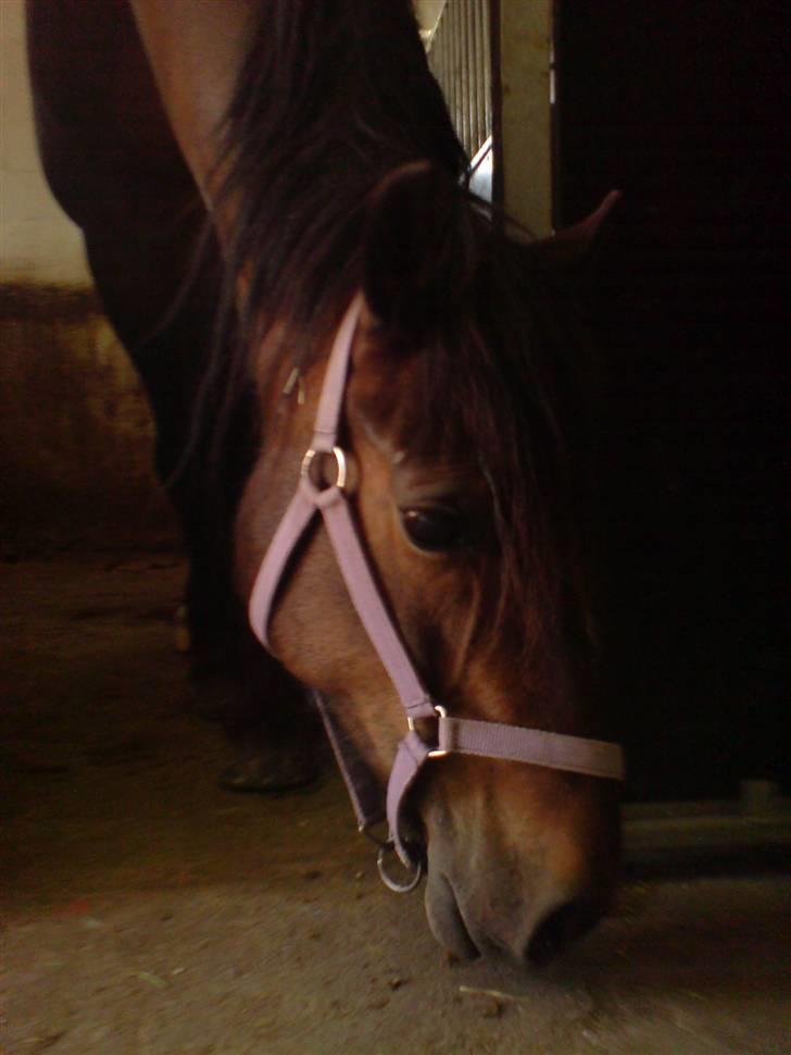 Welsh Cob (sec D) Berta  - Sommer 08 billede 12