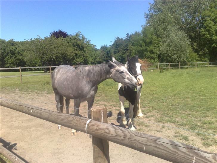 Irish Cob Grønnegårdens Esiah SOLGT billede 13