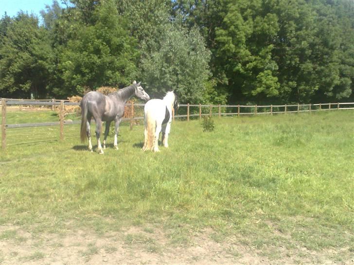 Irish Cob Grønnegårdens Esiah SOLGT billede 15