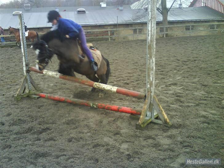 Anden særlig race Spitco - hihi mærkeligt spring billede 10