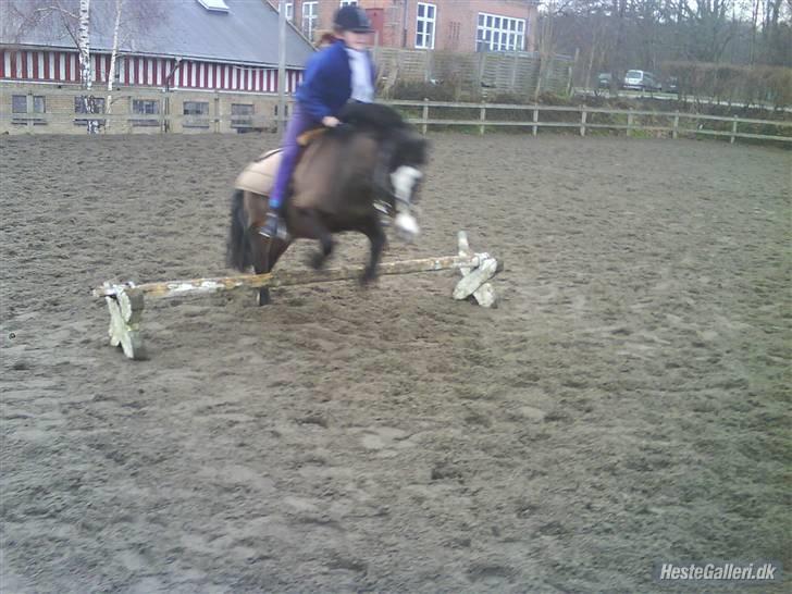 Anden særlig race Spitco - lille spring B) billede 11