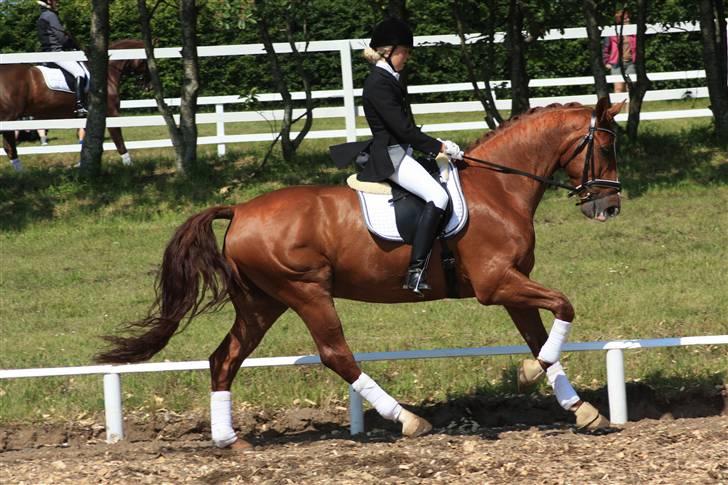 Dansk Varmblod Dupont "C" - Løgstrup c-stævne billede 16