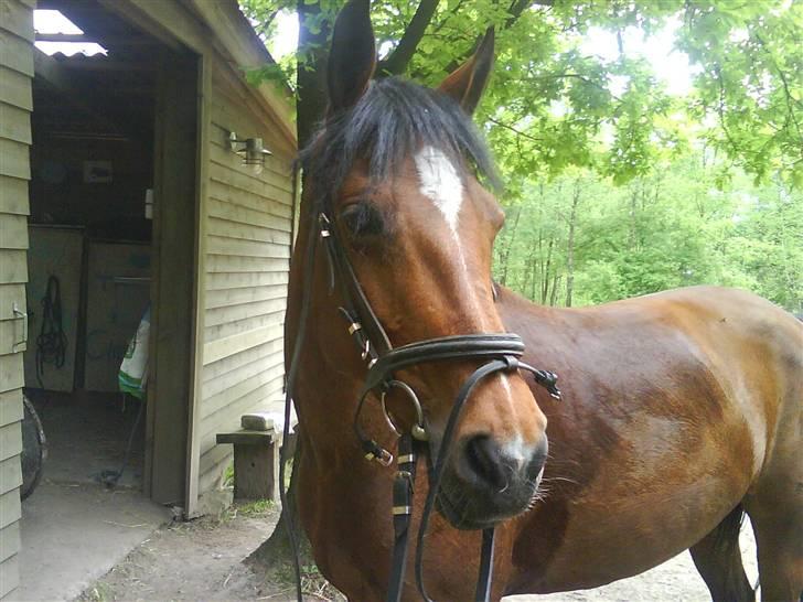 Anden særlig race Vanessa <3   - Smukke !! <3 Fotograf: Mig. billede 3