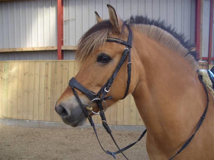 Anden særlig race Langagers Misha -Solgt billede 16