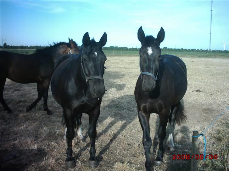 Schweres Warmblut Linde billede 20