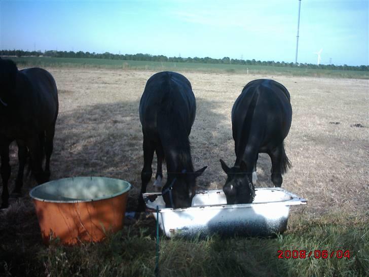 Schweres Warmblut Tinie billede 10