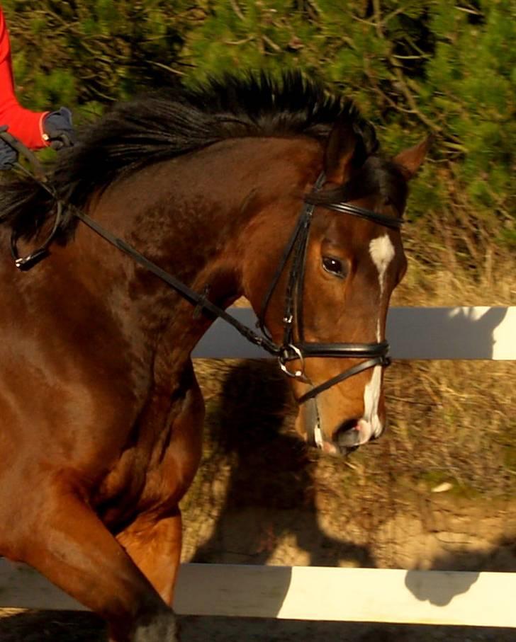 Fuldblod (XX) Dzhani     *aflivet* - Velkommen til Dzhanis profil.  Foto: Henriette Andersen      ~ Dzhani mine tåre løber af med mig hver gang jeg ser de billeder af dig eller høre dit navn, eller kigger på de billeder af dig billede 1