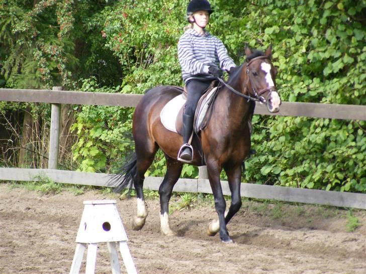 Connemara Sylvia | RIDER IKKE MERE - NYT! D. 22/8. Så skal der traves, og kig på sylvia og ikke mig :D Foto: Min Mor billede 11