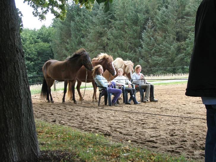 Islænder Drott billede 13