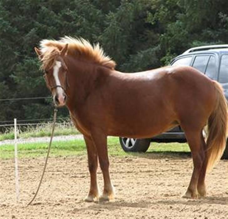 Islænder Drott billede 14