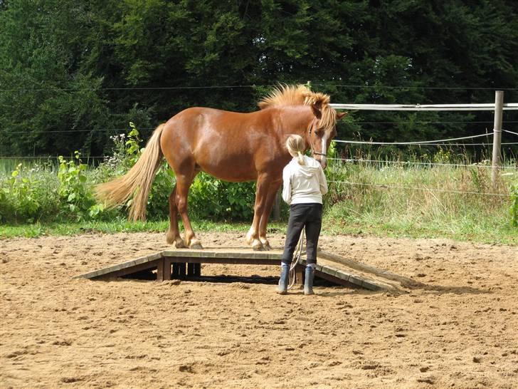 Islænder Drott billede 15