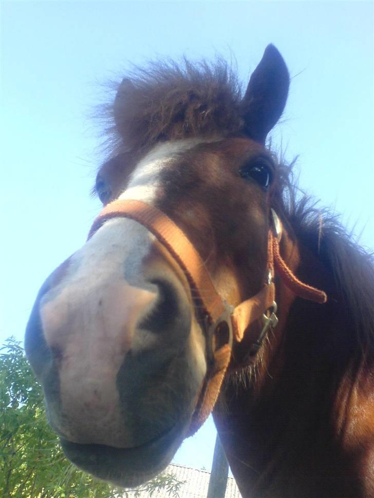 Islænder Drott billede 16