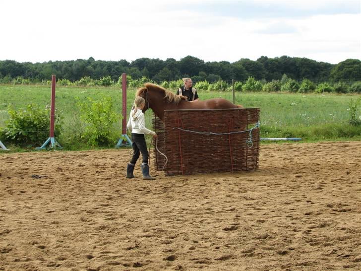 Islænder Drott billede 17