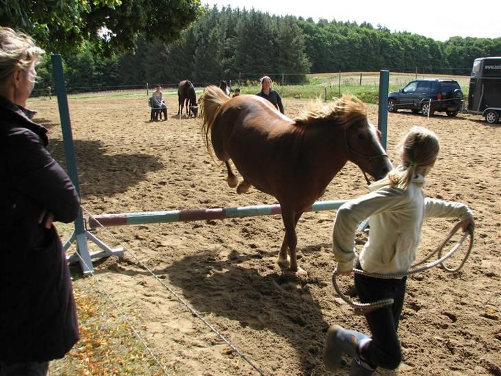 Islænder Drott billede 18