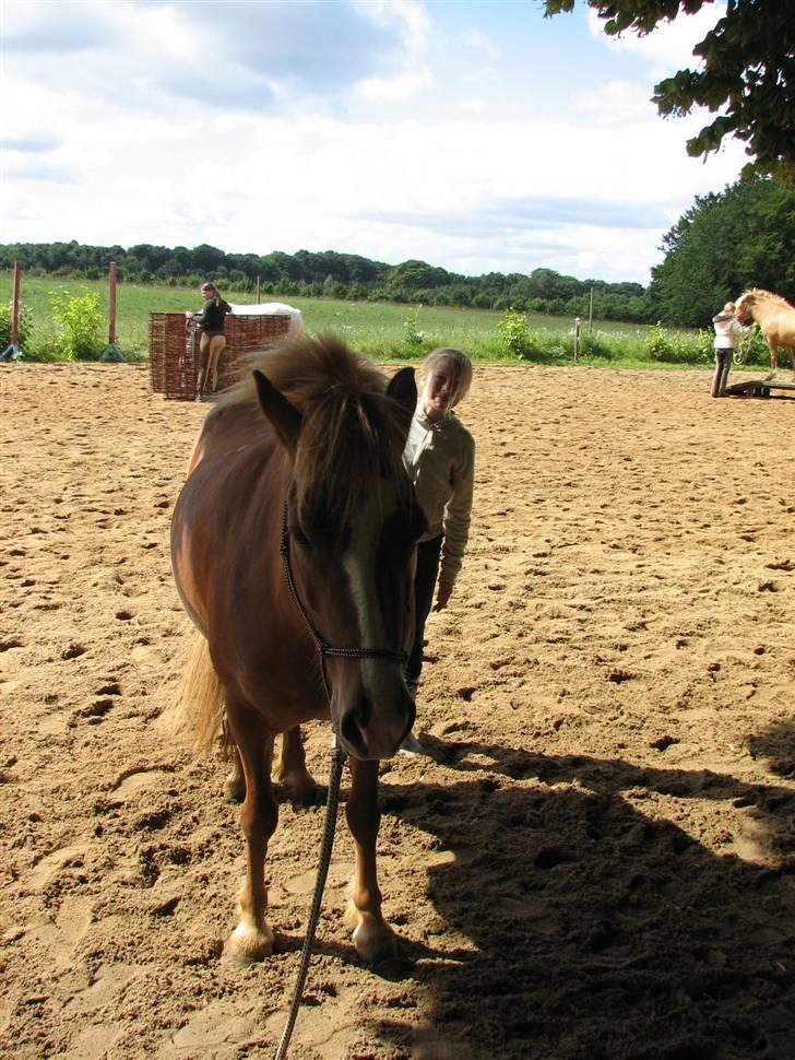 Islænder Drott billede 19
