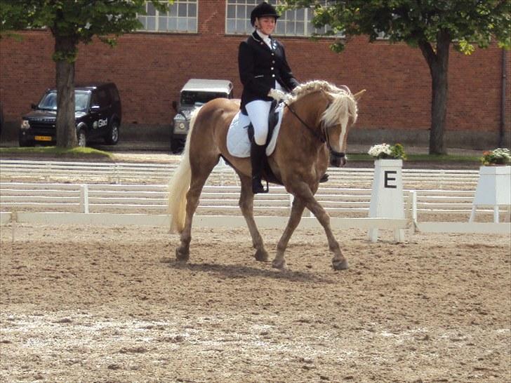 Haflinger Reja - Reja dressur military landsstævne cnc90 Næstved billede 13