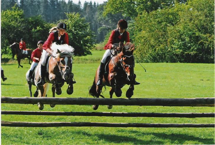 Haflinger Reja - Knuthenborg jagten:)foto:  CTfoto billede 14