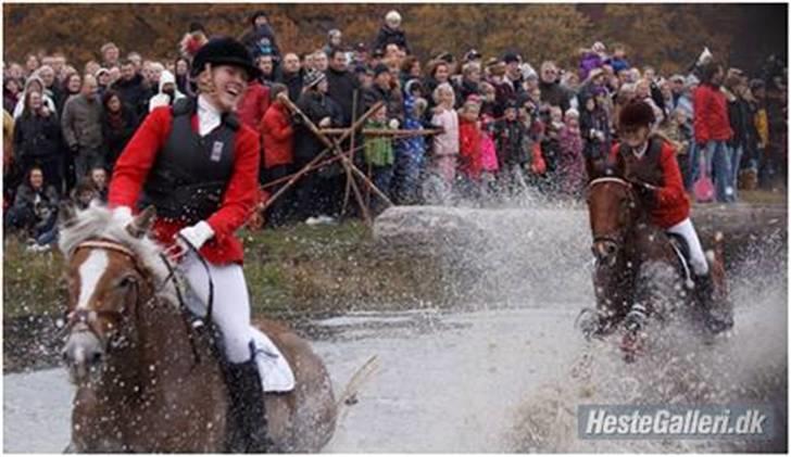 Haflinger Reja - Hubertus 09 i magasindsammen:) plask!!! foto:??? billede 15