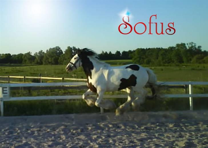 Tinker *Sofus* - Yndlings SOFUS!  billede 9