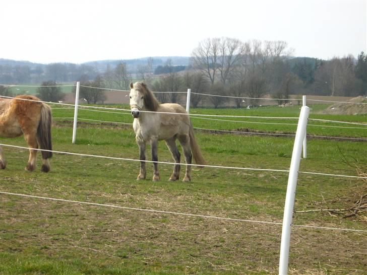 Anden særlig race Sigurd solgt. - min sigurd<3 billede 6