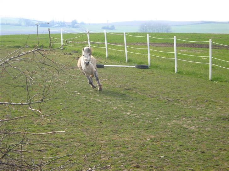 Anden særlig race Sigurd solgt. billede 7