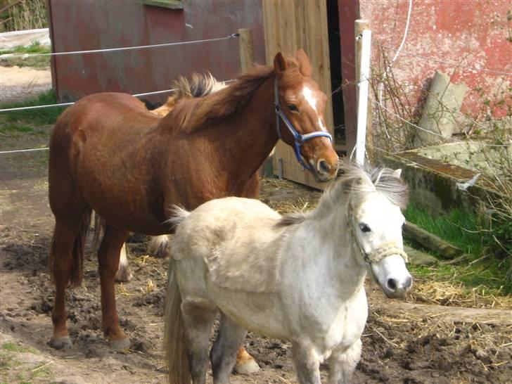 Anden særlig race Sigurd solgt. - sigurd & faifer..<3 billede 8