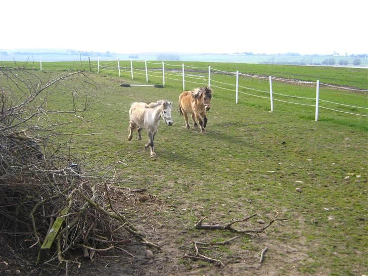 Anden særlig race Sigurd solgt. - sigurd og trunde<33 billede 9