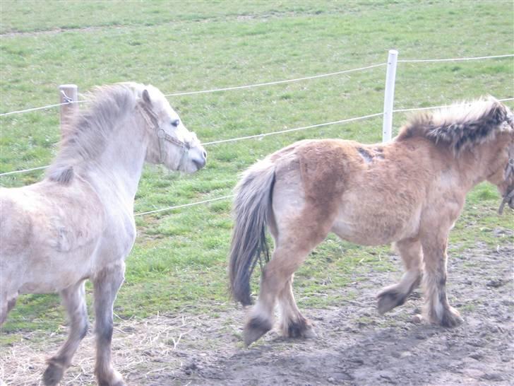 Anden særlig race Sigurd solgt. - sigurd & trunde igen:) billede 10