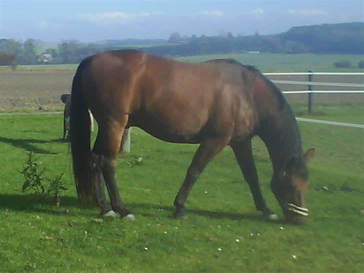 Dansk Varmblod Jackpot (SOLGT) - - Taget tidligere på året hvor det begyndte at blive godt vejr ! :)  *(det var også inden den store græsmave kom frem .. :b )* billede 1