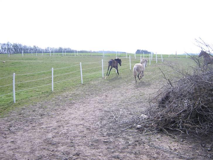 Anden særlig race Sigurd solgt. - sigurd og nacia billede 11