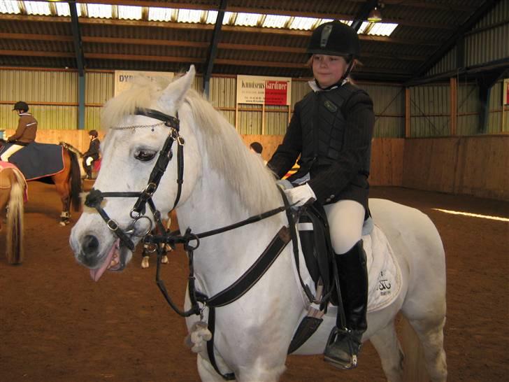 Welsh Pony (sec B) korreborgs figaro(SOLGT): - jeg rækker tunge.<3<3 billede 5