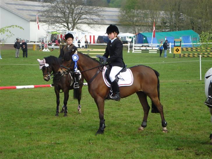 Welsh Pony af Cob-type (sec C) Korreborgs Sabina/solgt billede 16