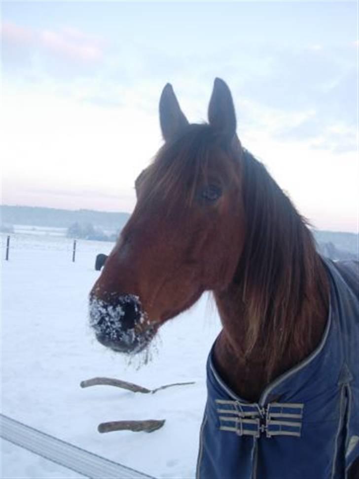 Dansk Varmblod Jackpot (SOLGT) - Taget sidste vinter. Han har fået lidt lang man her og trænger vældig til at bli børstet :P  billede 2