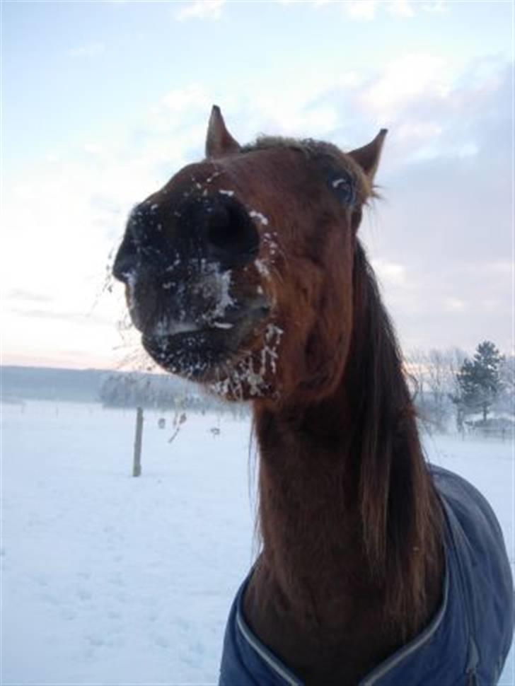Dansk Varmblod Jackpot (SOLGT) - " Ihh , sne er sjovt ! ;D " haha , tossi <3 billede 3