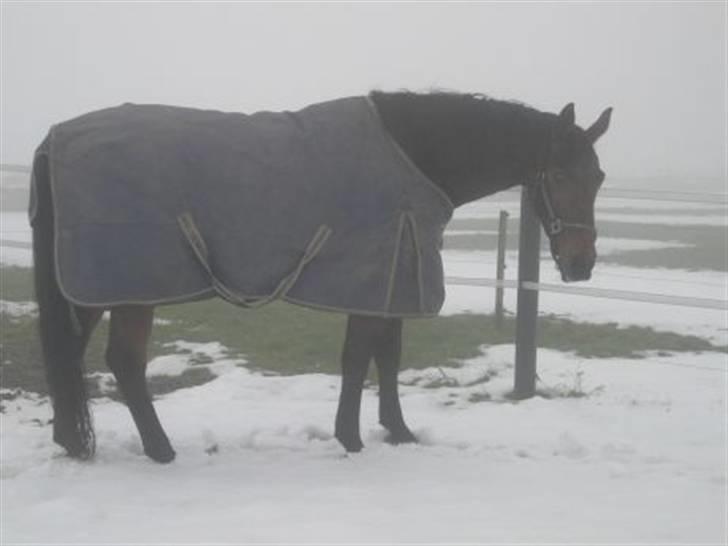 Dansk Varmblod Jackpot (SOLGT) - Taget lige inden han blev syg.. Vi havde mange problemer med kolik det år... /: billede 5