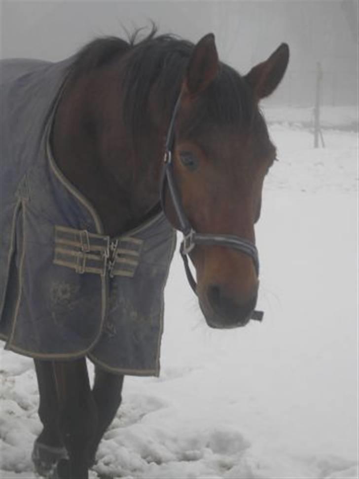 Dansk Varmblod Jackpot (SOLGT) - billede tæt på (: billede 7