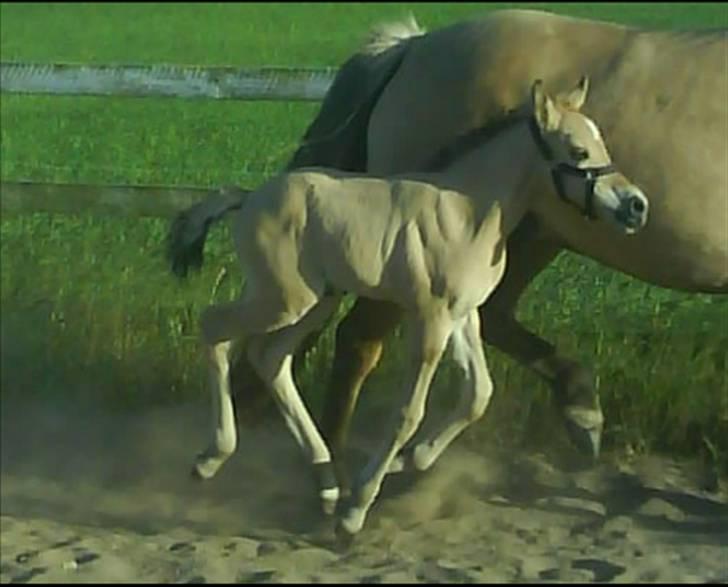 Anden særlig race Cazador DØD d.16.02.10 - Elsker det billede! Taget den 03 Juni  2008 på ridebanen.  billede 15