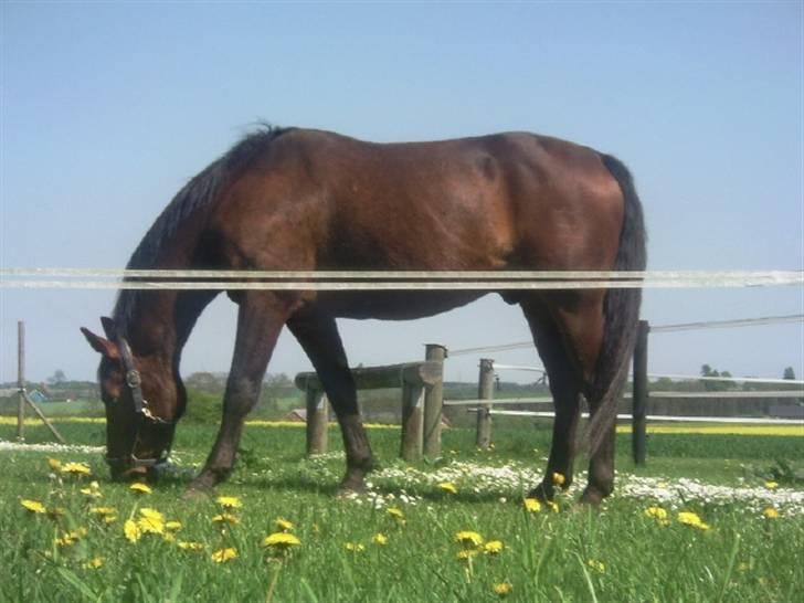 Dansk Varmblod Jackpot (SOLGT) - På græs sommeren 2008. ( maven er vokset lidt nu /: ) billede 8