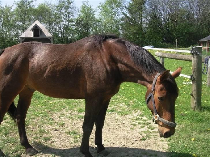 Dansk Varmblod Jackpot (SOLGT) - Jackpot, med de lange øre <33 ;D billede 9