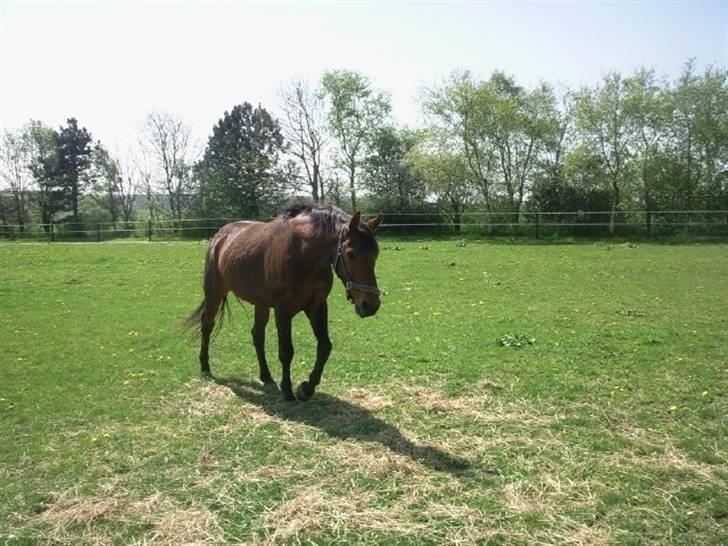 Dansk Varmblod Jackpot (SOLGT) - Jackpot <3 billede 10